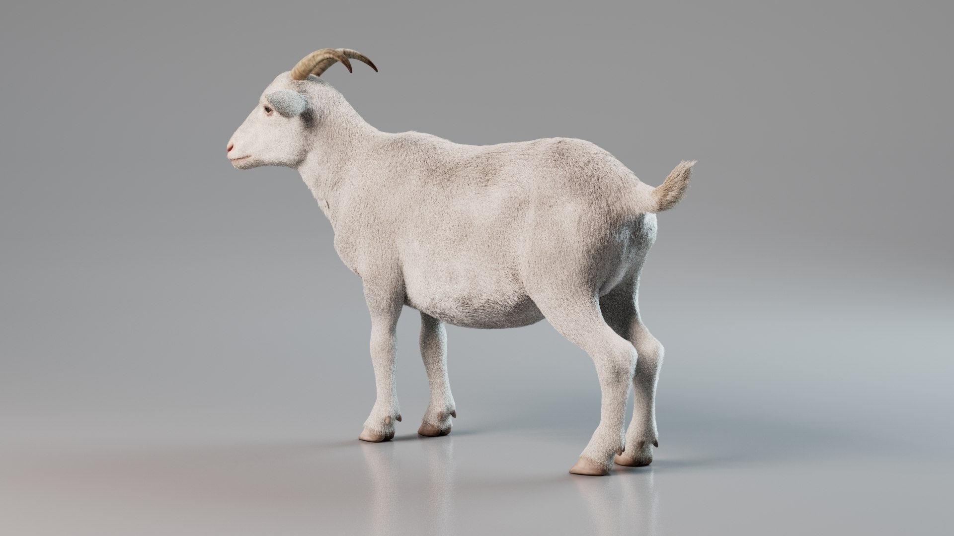 3D Goat Rigged Animated With Fur White Model - TurboSquid 2230213