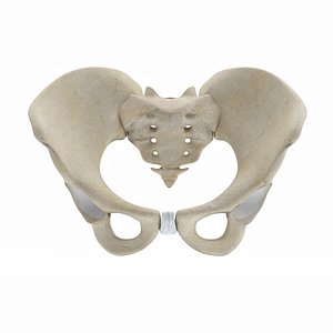 Female Pelvis