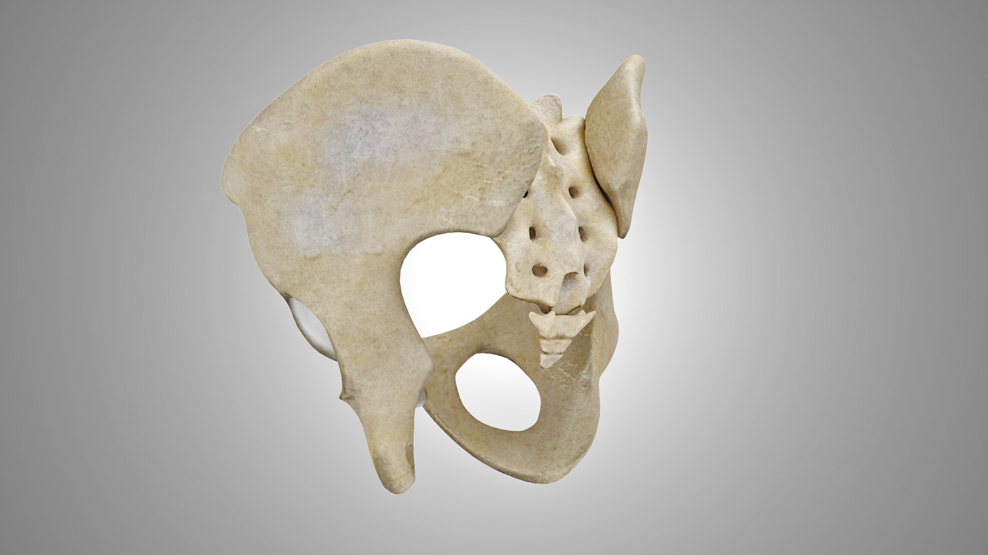 Female Pelvis 3D model https://p.turbosquid.com/ts-thumb/KM/BS7N3q/ZH/humanfemalemalepelvis_00026/jpg/1657449438/1920x1080/fit_q87/21f55b04ca5c56b4eac3e6a86b1a61dfea33d54c/humanfemalemalepelvis_00026.jpg