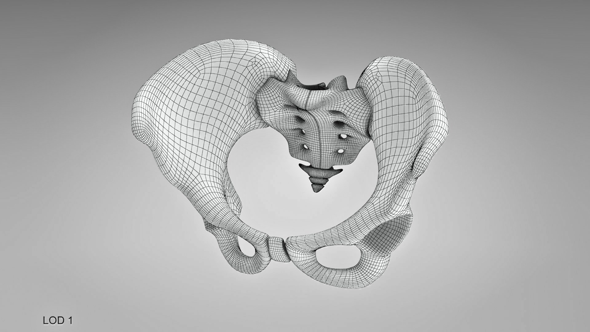 Female Pelvis 3d Model Turbosquid 1924962 1587