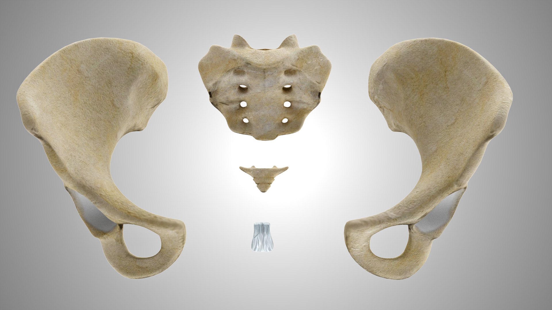 Female Pelvis 3d Model Turbosquid 1924962