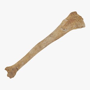 3D human tibia bone 01