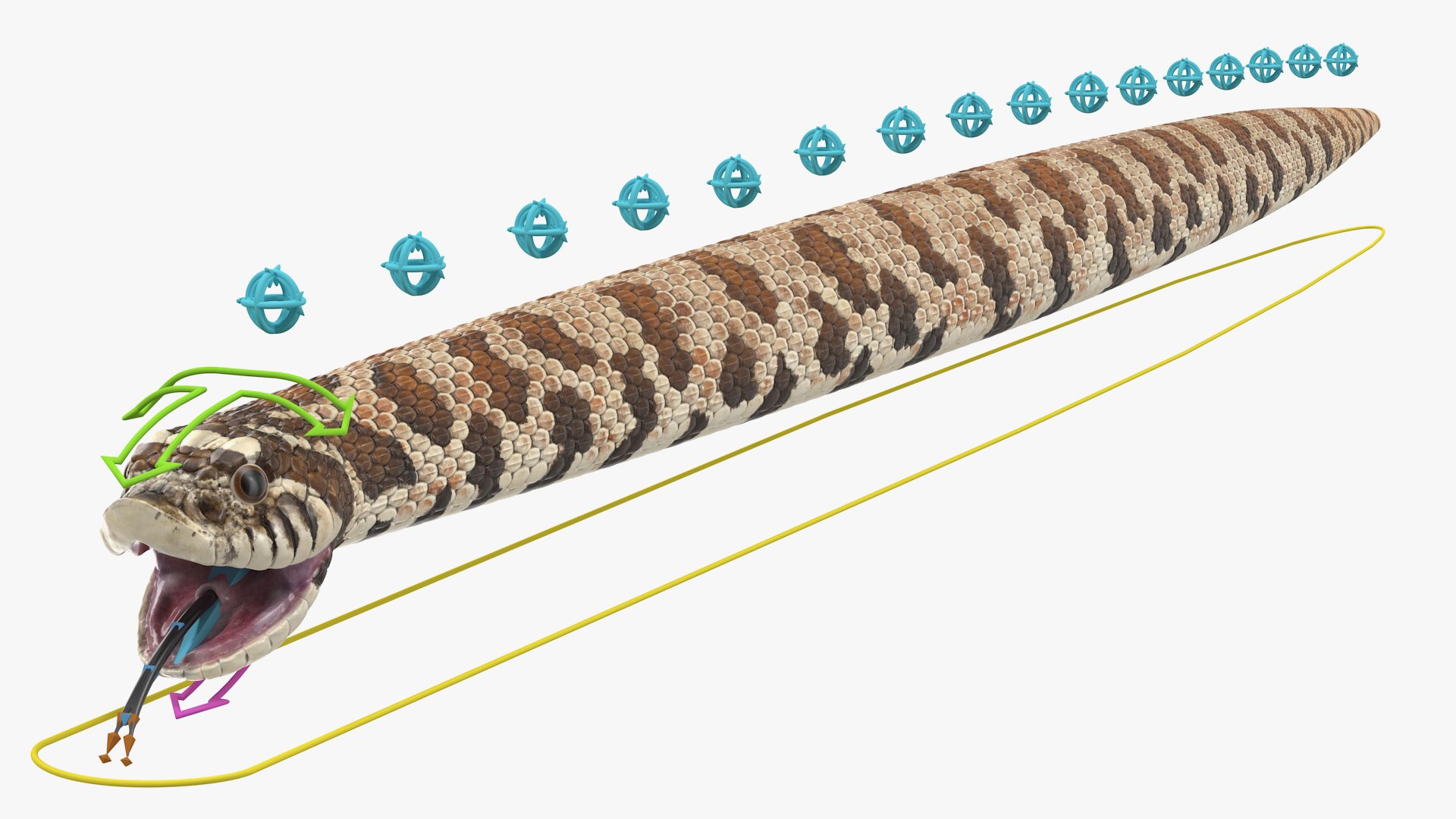 Brown Hognose Snake Rigged 3D model preview