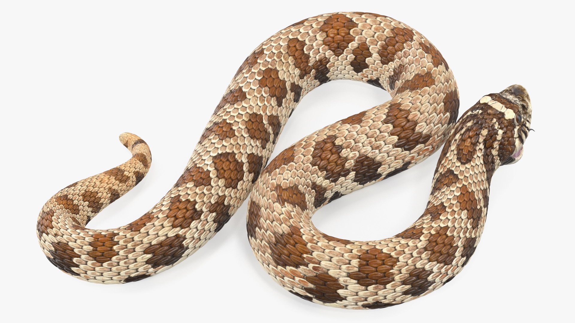 3D Brown Hognose Snake Rigged - TurboSquid 1476117