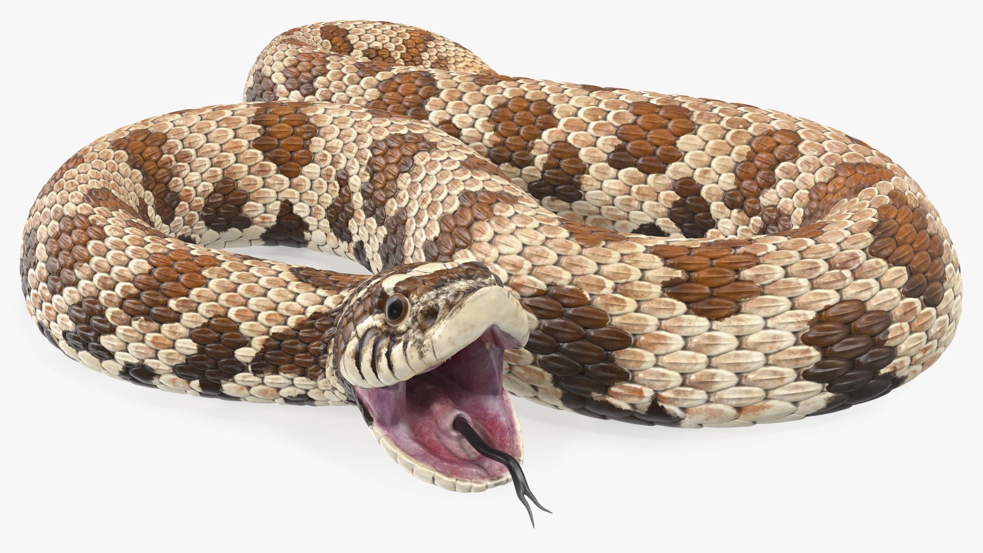 3D Brown Hognose Snake Rigged - TurboSquid 1476117