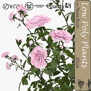 Rose bush