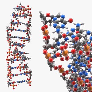 Z Form DNA Structure