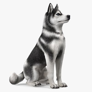 Sitting Husky Dog Black and White Fur