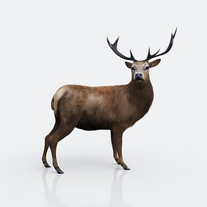 forest deer 3D model