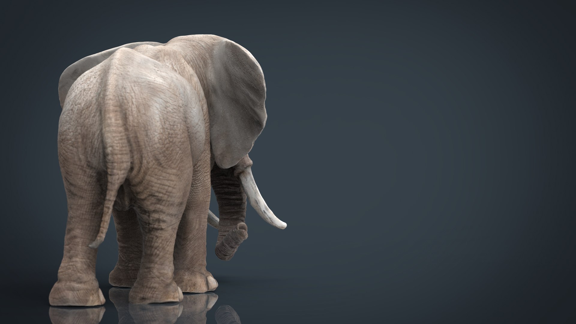 3D model elephant animal zoo https://p.turbosquid.com/ts-thumb/KN/nPoggB/Z6bLcaEi/elephant.122/jpg/1573242618/1920x1080/fit_q87/c5c2cce763601bf1a74f2df71941337361669a41/elephant.122.jpg