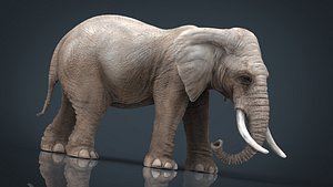 3D model elephant animal zoo
