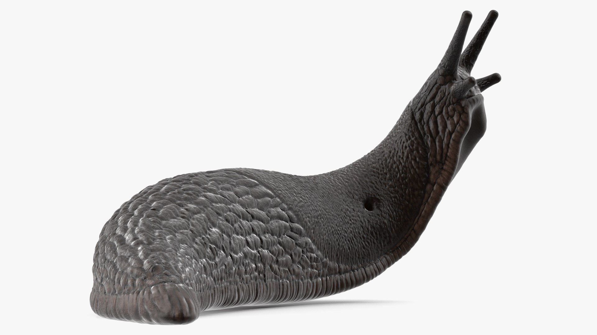 3D Black Slug Reaching Up model https://p.turbosquid.com/ts-thumb/KN/sodbxf/23/blackslugreachingupc4dmodel010/jpg/1673613456/1920x1080/fit_q87/f5e5eddea73677ed85e1426f314cf651906ab5ea/blackslugreachingupc4dmodel010.jpg