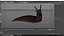 Black Slug Reaching Up