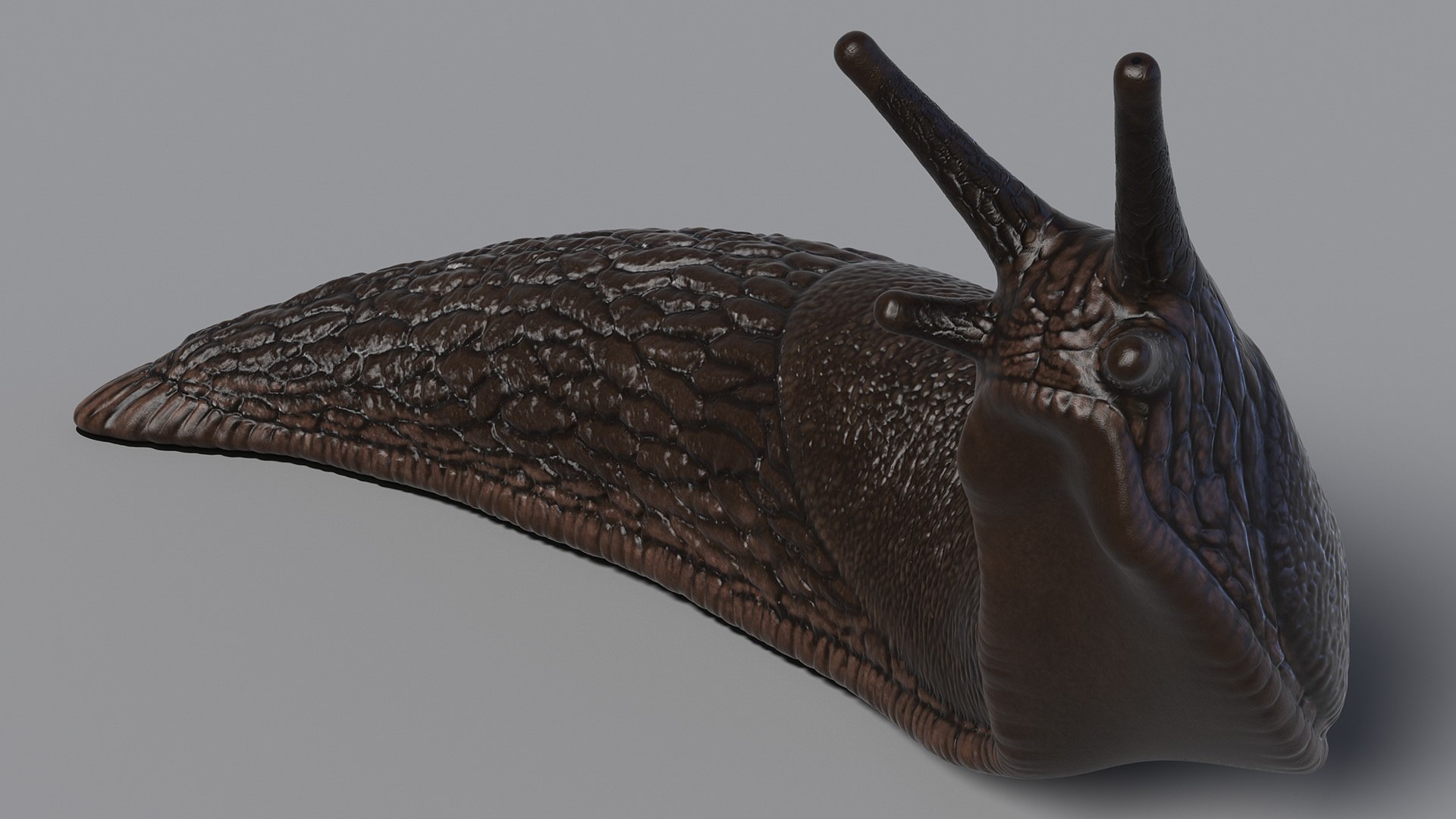 3D Black Slug Reaching Up model https://p.turbosquid.com/ts-thumb/KN/sodbxf/XL/blackslugreachingupc4dmodel006/jpg/1673613443/1920x1080/fit_q87/6c37ba8220b7d9b88d2cab93e69c1fb6c62abc75/blackslugreachingupc4dmodel006.jpg