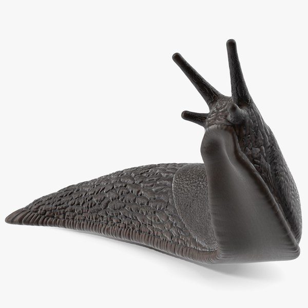 3D Black Slug Reaching Up model