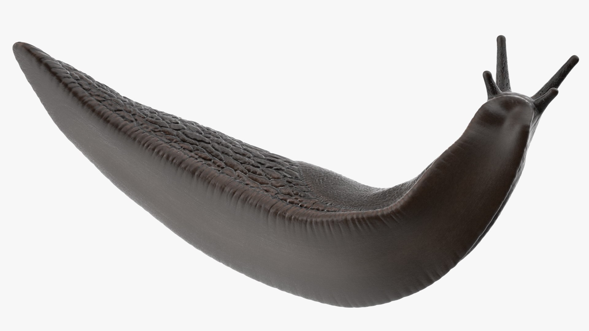 3D Black Slug Reaching Up model https://p.turbosquid.com/ts-thumb/KN/sodbxf/bF/blackslugreachingupc4dmodel013/jpg/1673613465/1920x1080/fit_q87/08351acca4baf2d80a0ef52ba6c6138a178cd18a/blackslugreachingupc4dmodel013.jpg