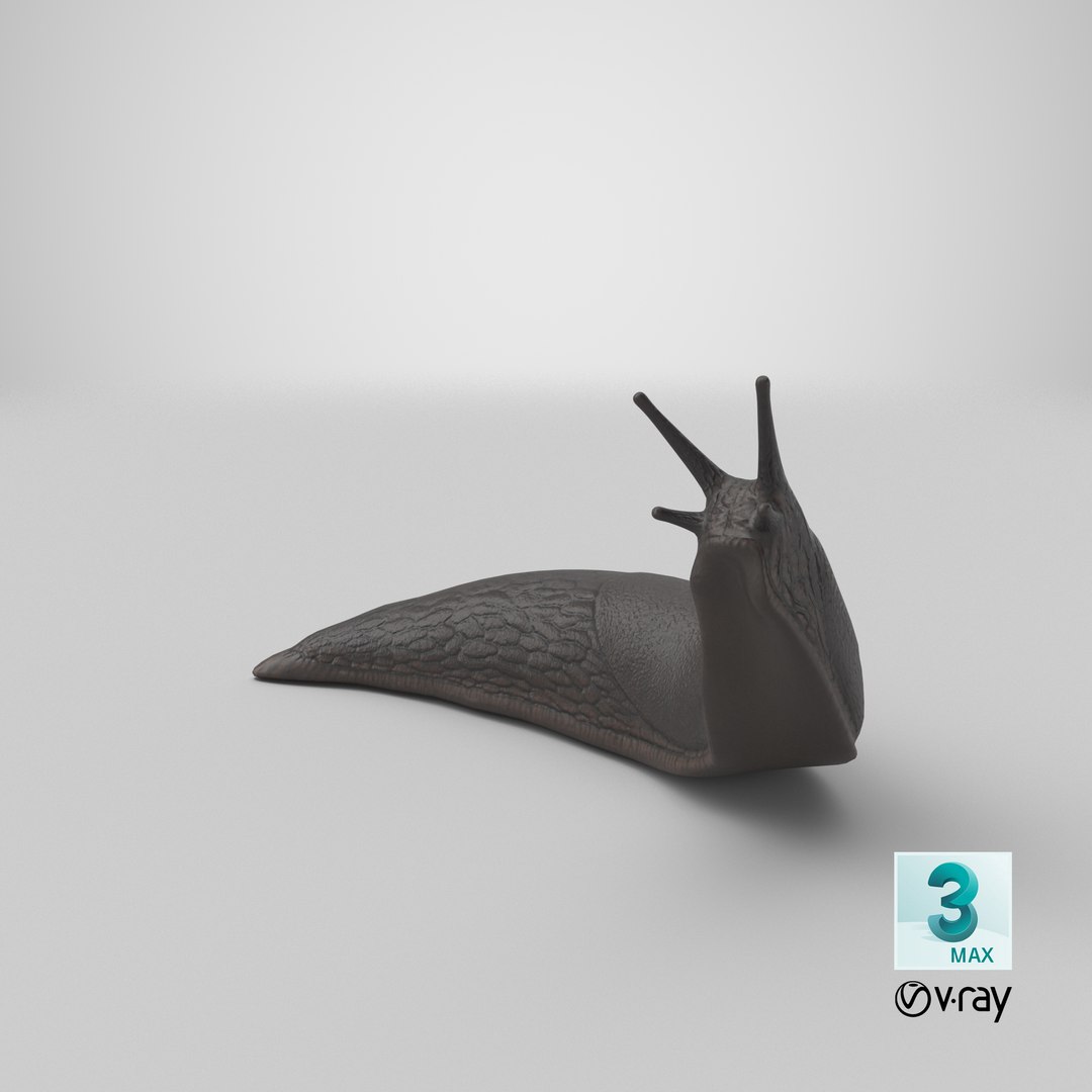 3D Black Slug Reaching Up model https://p.turbosquid.com/ts-thumb/KN/sodbxf/fH/stemcell_max_vray_render/png/1683490313/1920x1080/fit_q87/3cc1f10e68273aee31f5f72fdb8ef0d0d58f5da3/stemcell_max_vray_render.jpg