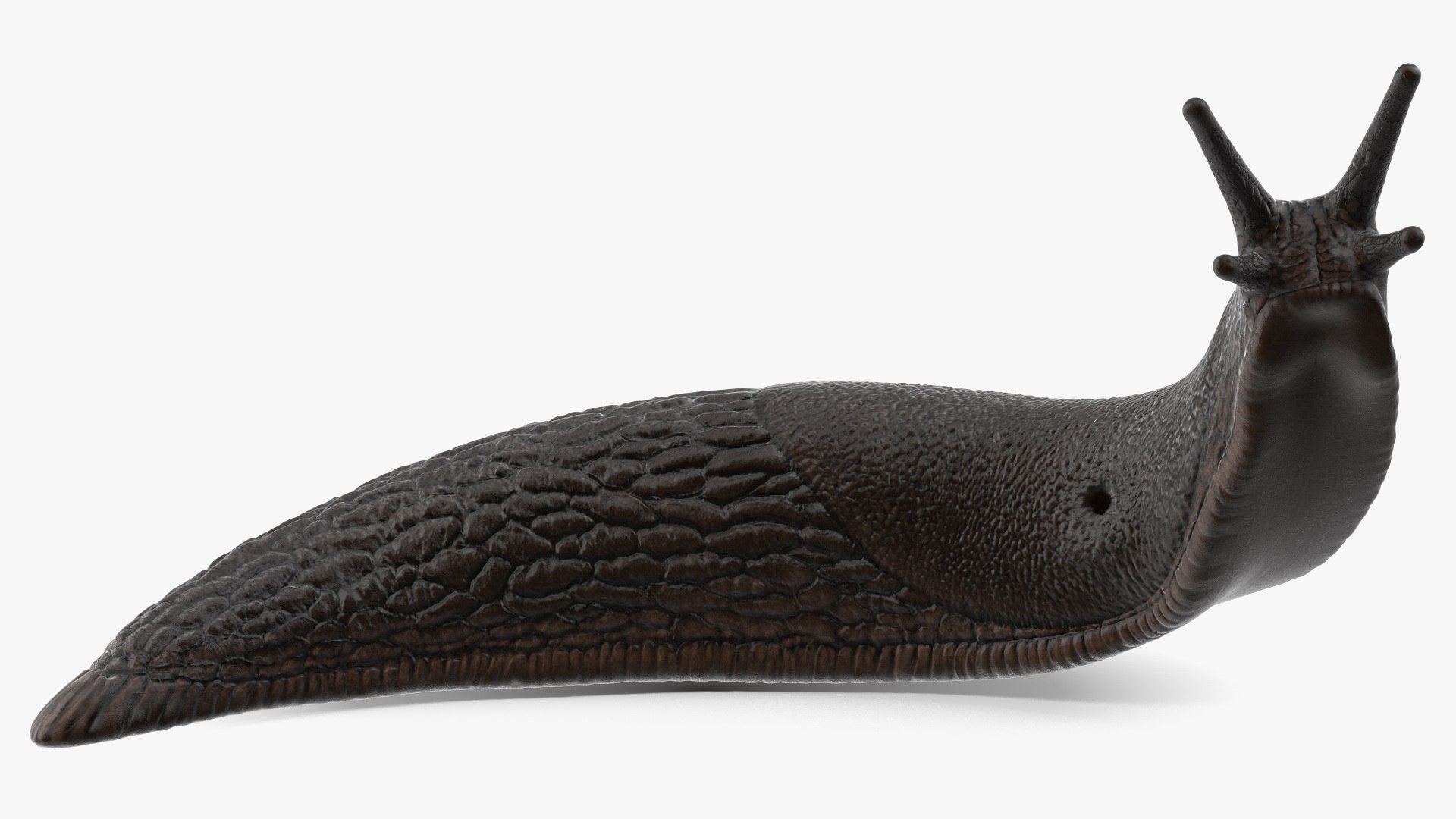 3D Black Slug Reaching Up model https://p.turbosquid.com/ts-thumb/KN/sodbxf/io/blackslugreachingupc4dmodel009/jpg/1673613453/1920x1080/fit_q87/02c53f1dbf5b077a323e8d00bcda5facaea9b334/blackslugreachingupc4dmodel009.jpg