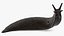Black Slug Reaching Up