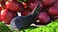 Black Slug Reaching Up