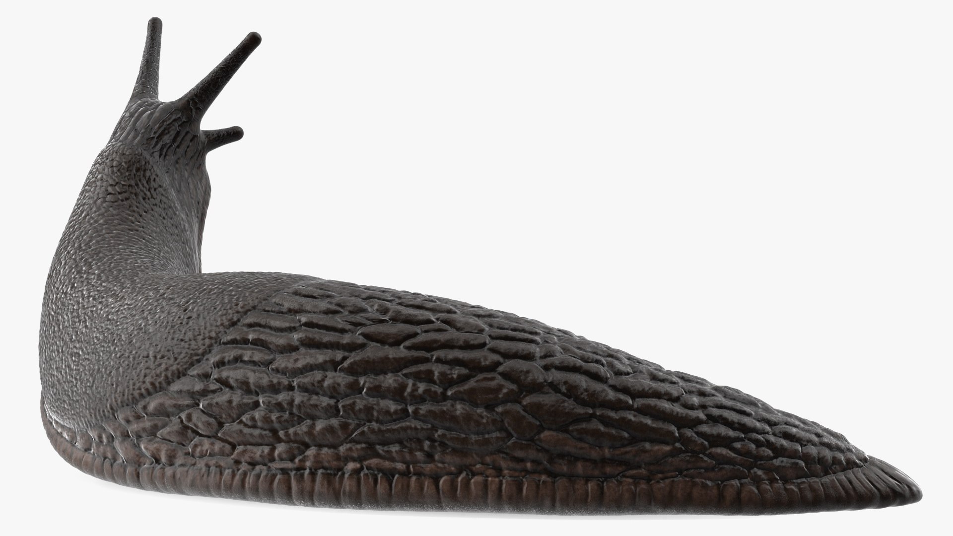 3D Black Slug Reaching Up model https://p.turbosquid.com/ts-thumb/KN/sodbxf/yl/blackslugreachingupc4dmodel011/jpg/1673613459/1920x1080/fit_q87/f1f5462b9b83edf6eb677a525011eedbf754676e/blackslugreachingupc4dmodel011.jpg