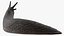 Black Slug Reaching Up