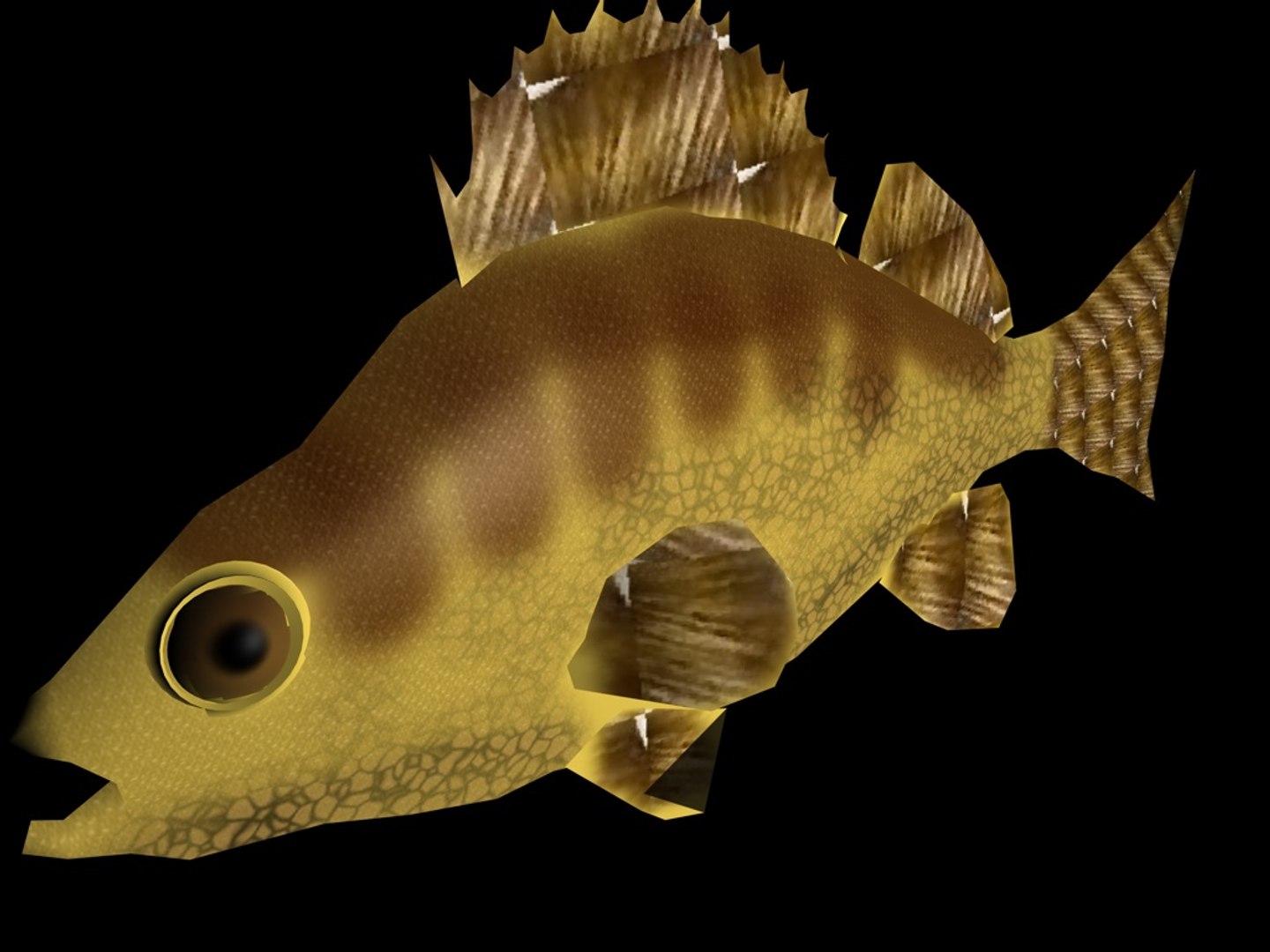 Perch Fish 3d Model Perch Fish 3d Model