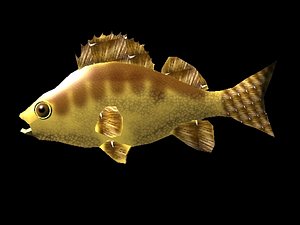 perch fish 3d model