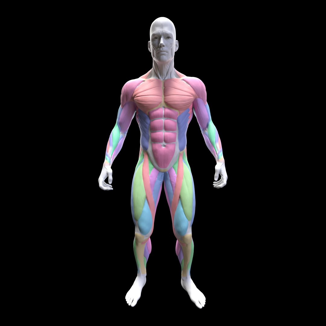 Gym Exercise Animations Pack 3D model https://p.turbosquid.com/ts-thumb/KN/xODIUV/7z/aaa/png/1722333963/1920x1080/fit_q87/87bb959d20a8659904c867b2d415501ef1e59d21/aaa.jpg