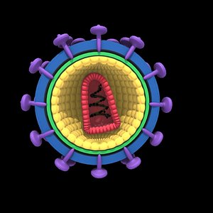 vih virus structure