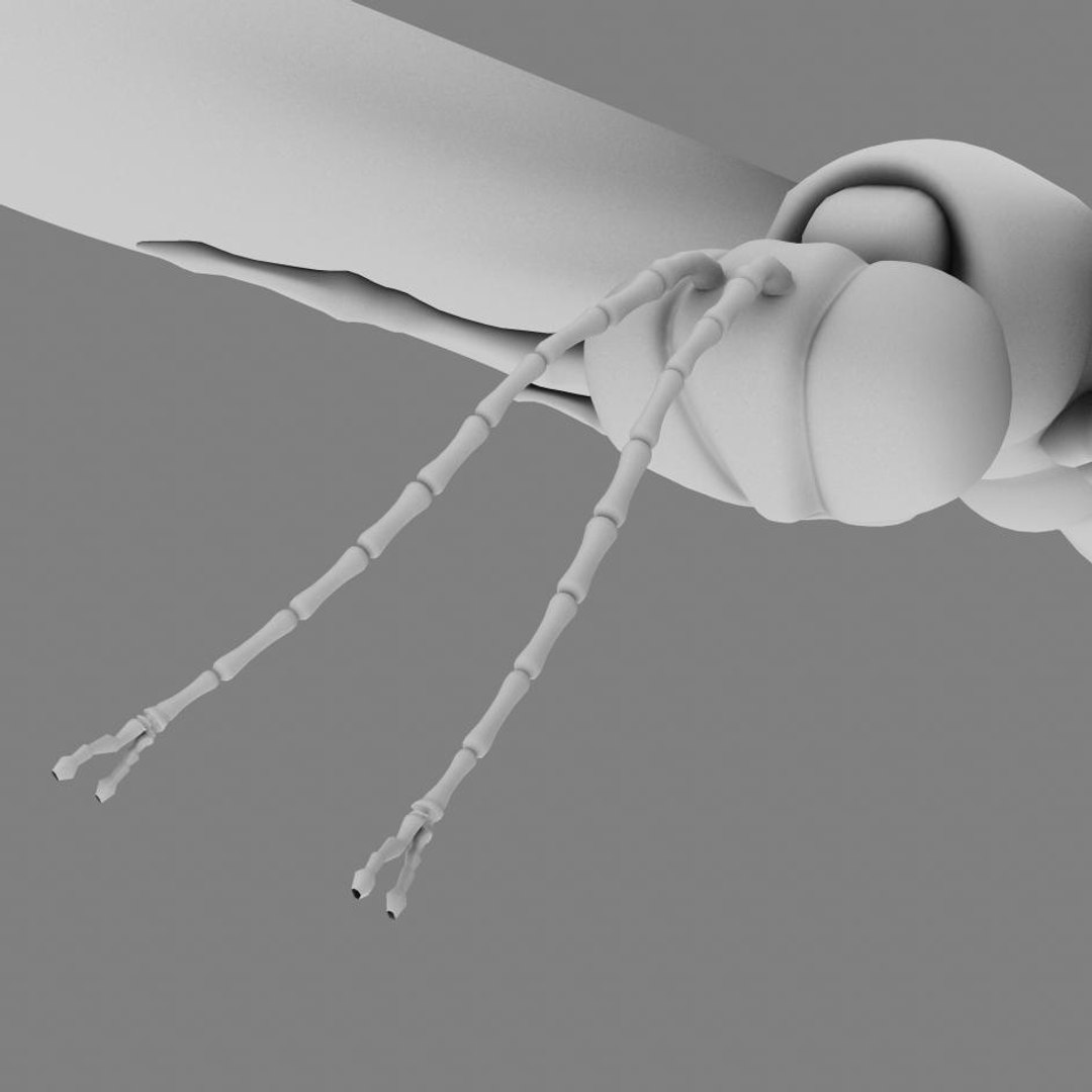 Butterfly 3d Obj