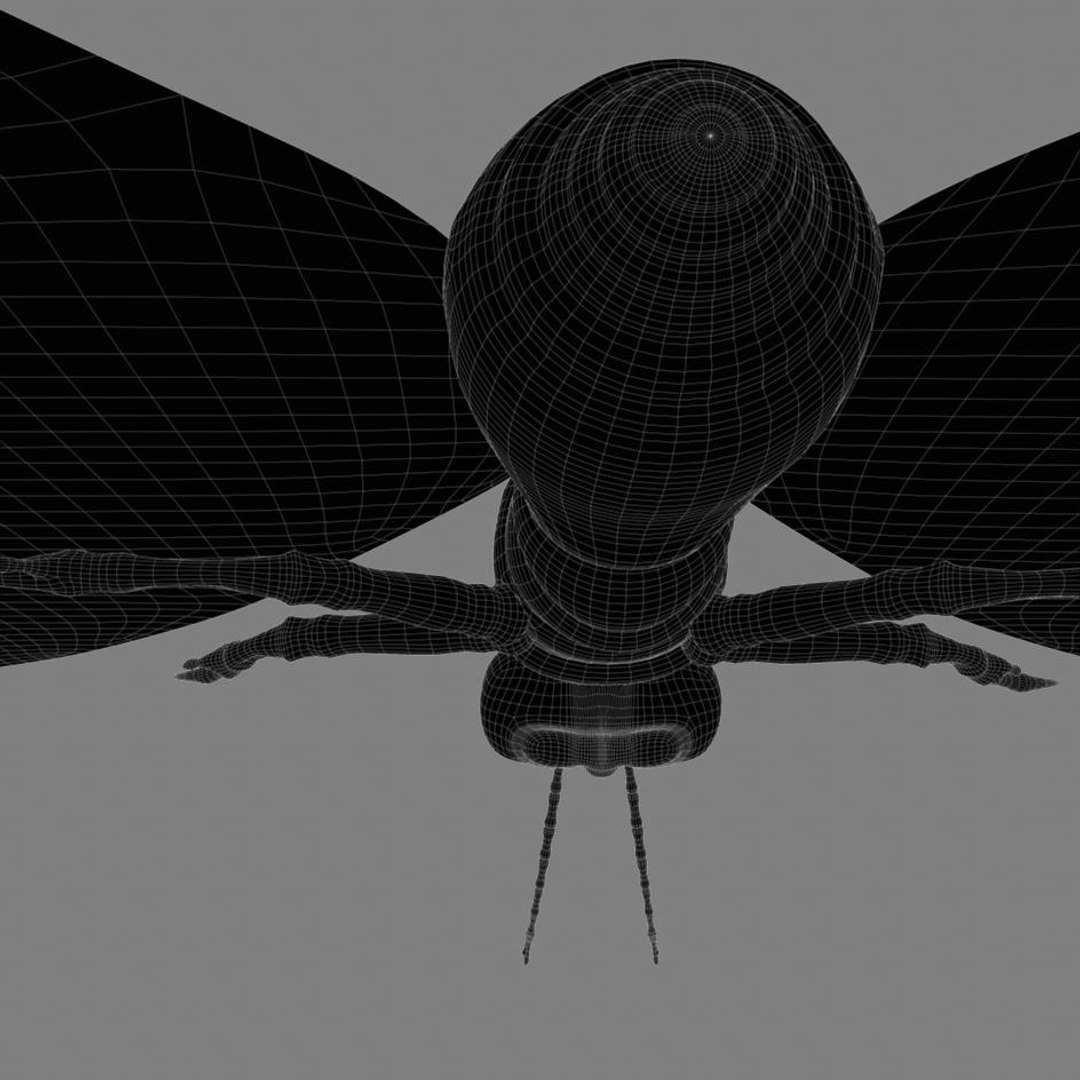 Butterfly 3d Obj