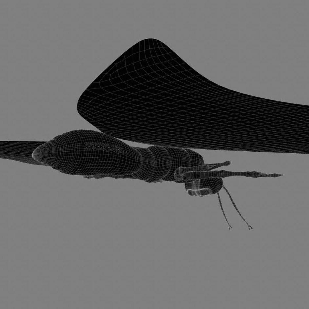 Butterfly 3d Obj