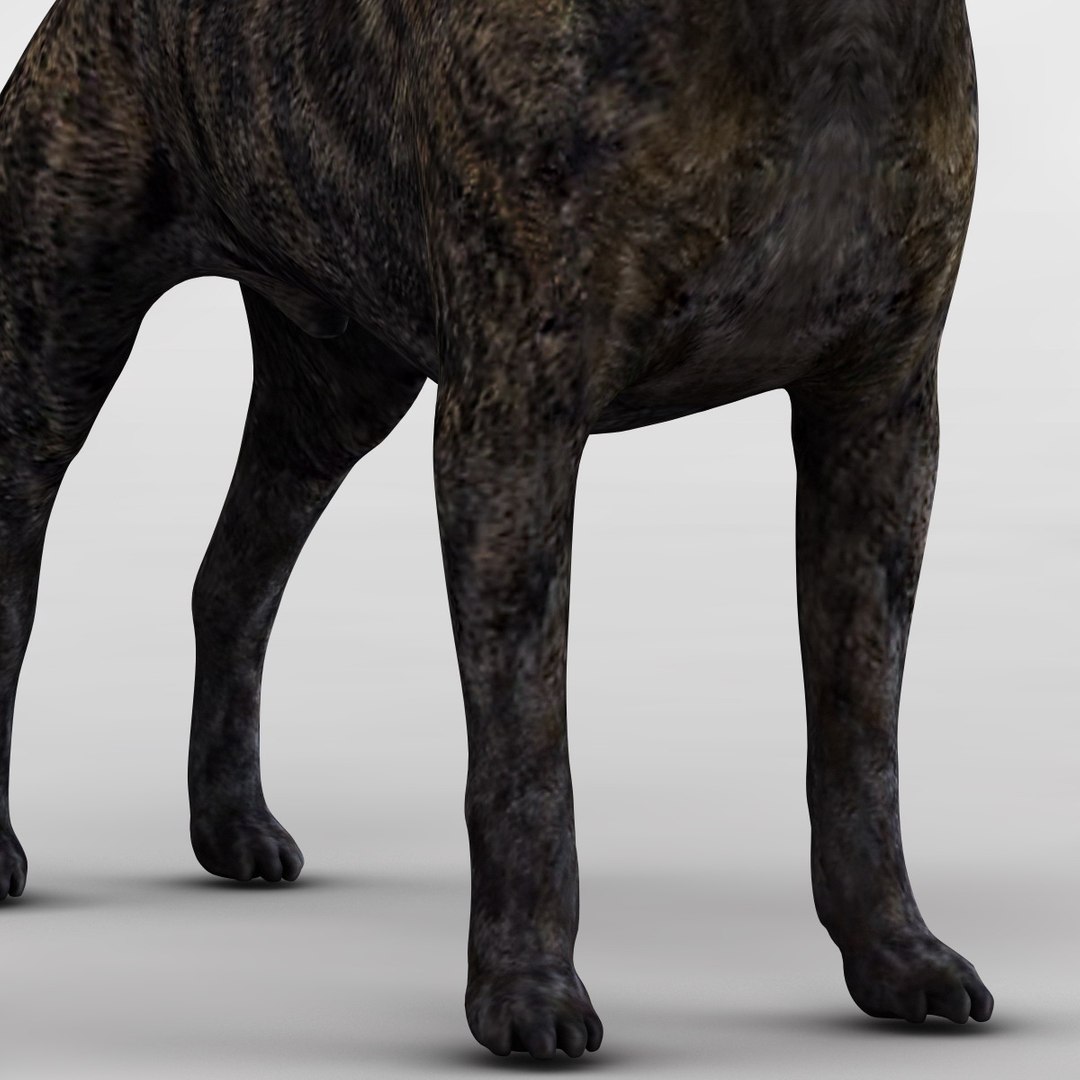 14,088 Cane Corso Images, Stock Photos, 3D objects, & Vectors