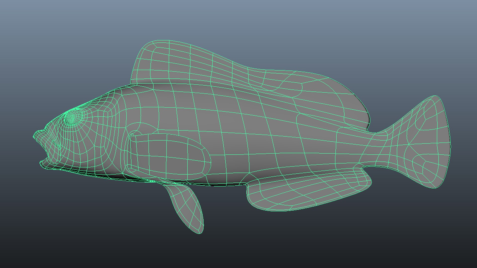 kelp greenling female 3D model https://p.turbosquid.com/ts-thumb/KO/SsYlyB/Kg/wire/jpg/1614196547/1920x1080/fit_q87/2dbfa50315c5677b5ab54fb3a2b816c180f51ed0/wire.jpg