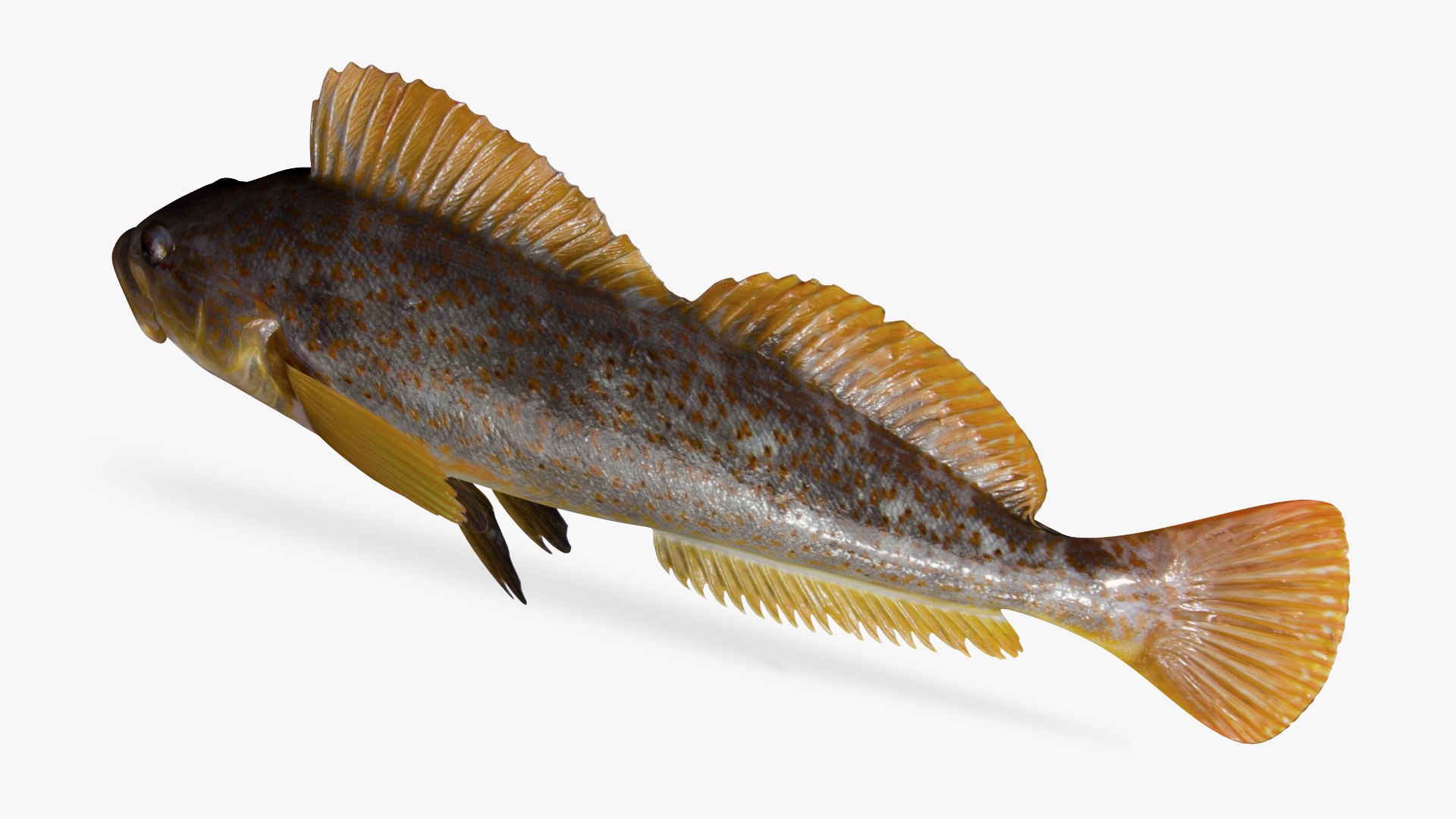 kelp greenling female 3D model https://p.turbosquid.com/ts-thumb/KO/SsYlyB/aC/5/jpg/1614196546/1920x1080/fit_q87/b8988be2bd5c1261d60cd8329be5225618d7369a/5.jpg