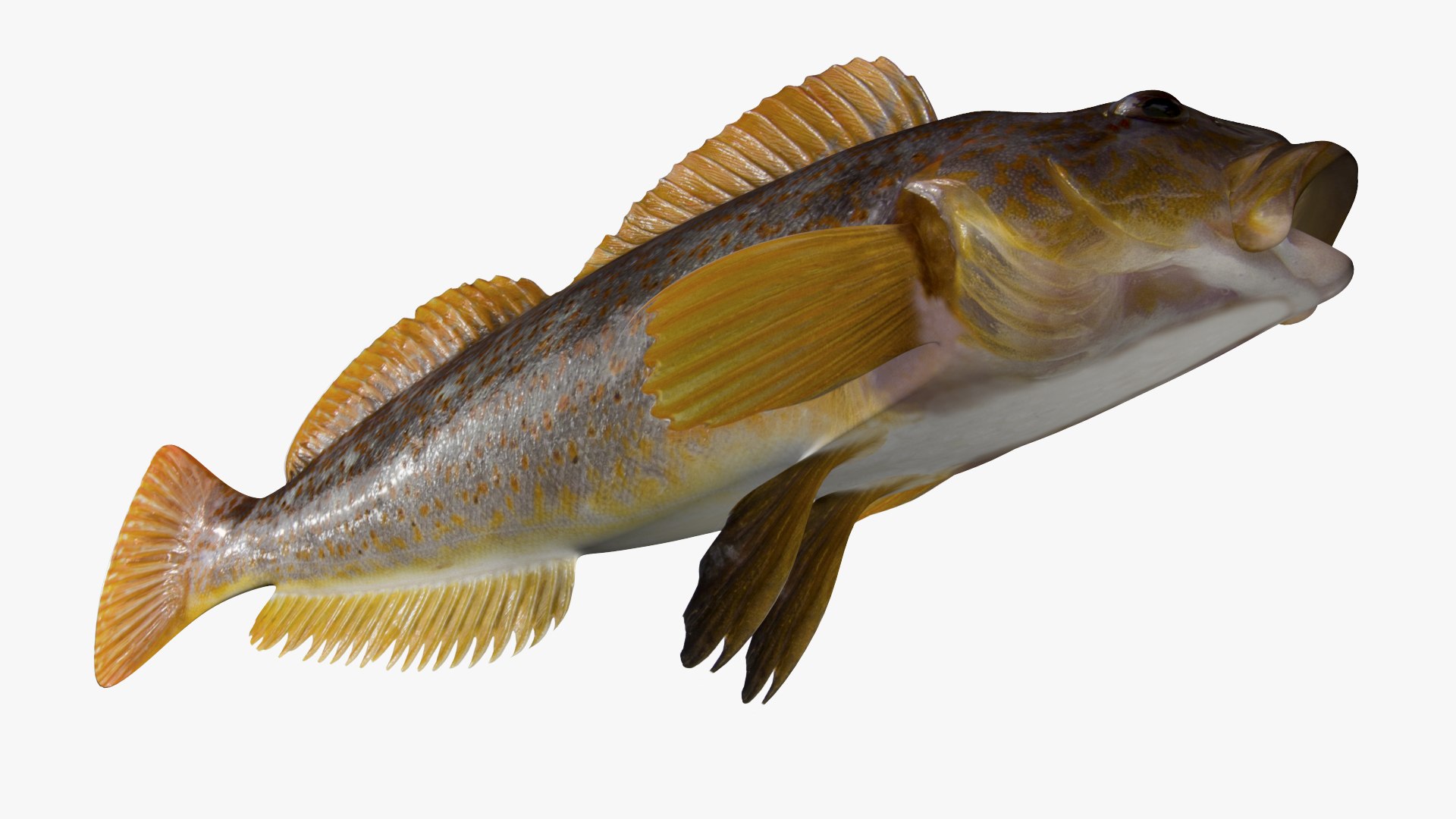 kelp greenling female 3D model https://p.turbosquid.com/ts-thumb/KO/SsYlyB/oe/3/jpg/1614196547/1920x1080/fit_q87/eac18318f61a6e2c122e7d5dd30e36220582f0a8/3.jpg