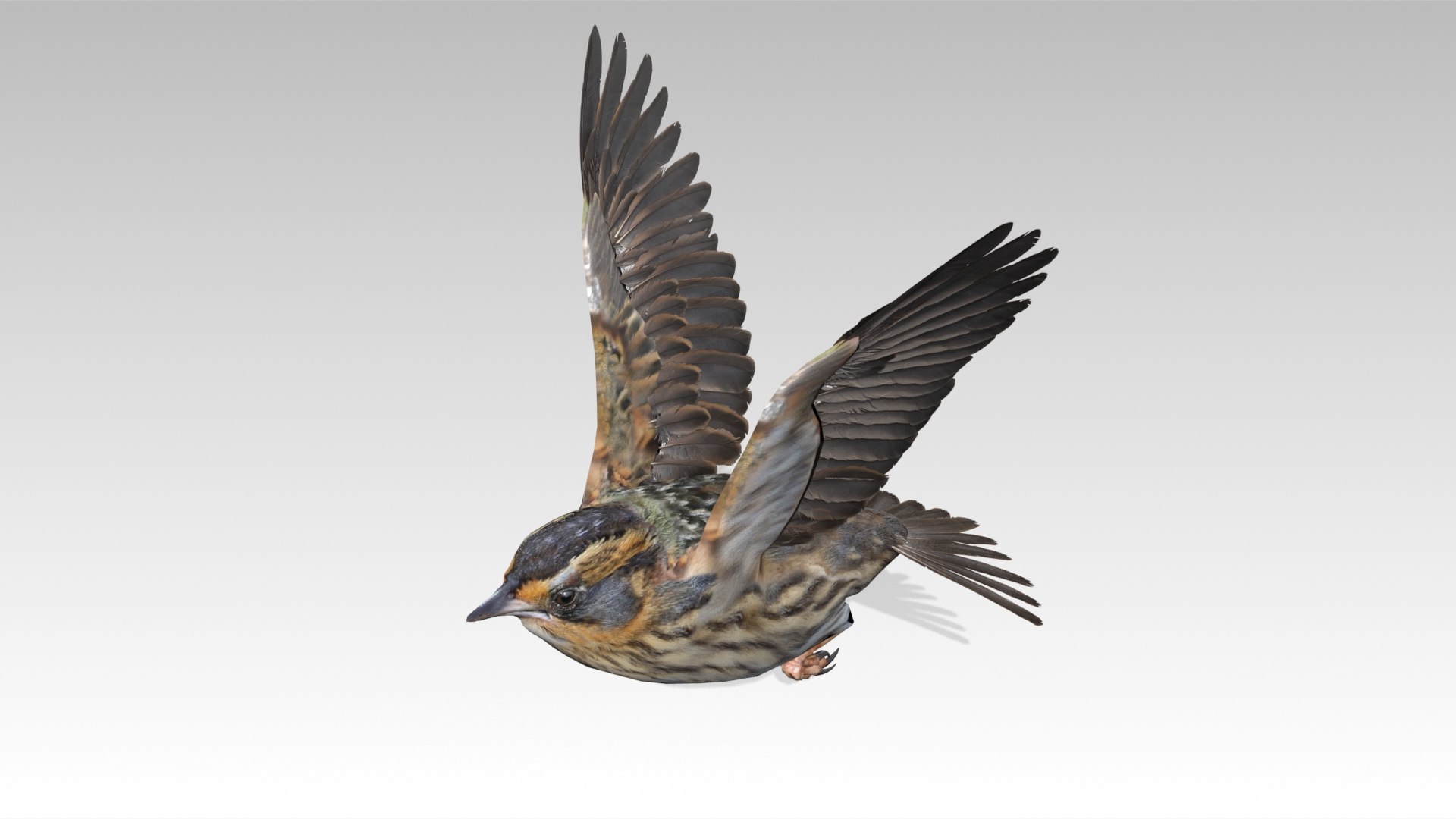 Saltmarsh Sparrow 3D - TurboSquid 2228297
