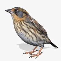 Saltmarsh Sparrow