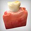 teeth anatomy 3D model