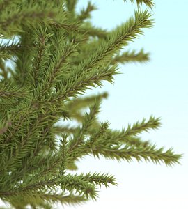 fir tree