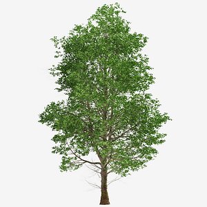 Set of European Linden or Tilia europaea Tree - 2 Trees 3D model
