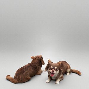 Chihuahua dog lying down 36
