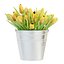 Collection de tulipes