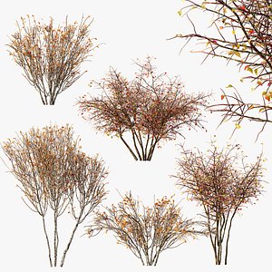 AV fall bushes Myrtle White Autumn 3D model