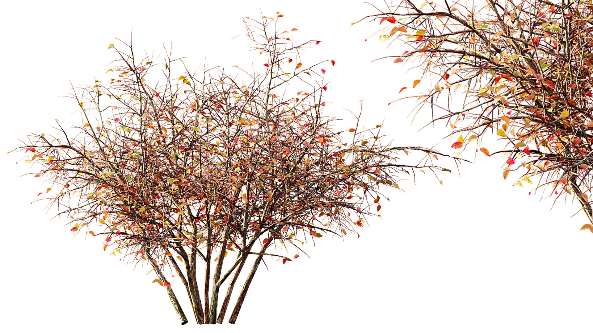 AV fall bushes Myrtle White Autumn 3D model https://p.turbosquid.com/ts-thumb/KP/L6wfil/Fm/02/png/1780306883/1920x1080/fit_q87/1bcccb9f6166281a2972ec4c69dce80beca862a8/02.jpg