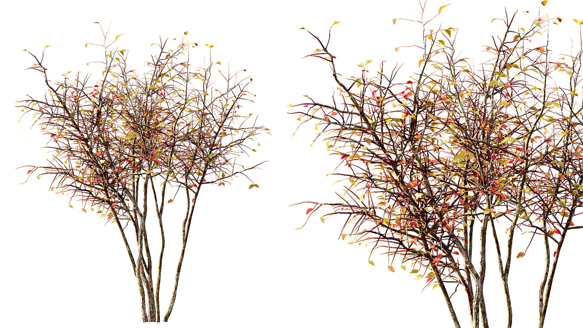 AV fall bushes Myrtle White Autumn 3D model https://p.turbosquid.com/ts-thumb/KP/L6wfil/Py/04/png/1780306884/1920x1080/fit_q87/845c794eee416659bfe39852f63da8647da9749c/04.jpg