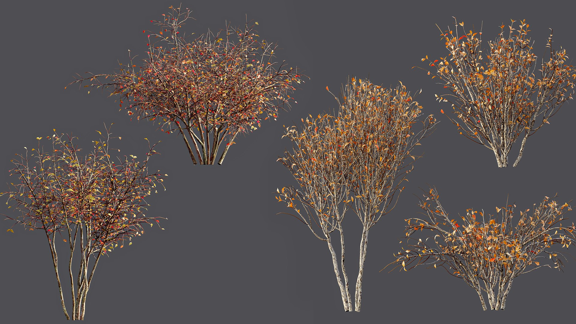 AV fall bushes Myrtle White Autumn 3D model https://p.turbosquid.com/ts-thumb/KP/L6wfil/Vg/06/png/1780306886/1920x1080/fit_q87/b7486df10dcdc57a6b006dfea63192666464698d/06.jpg