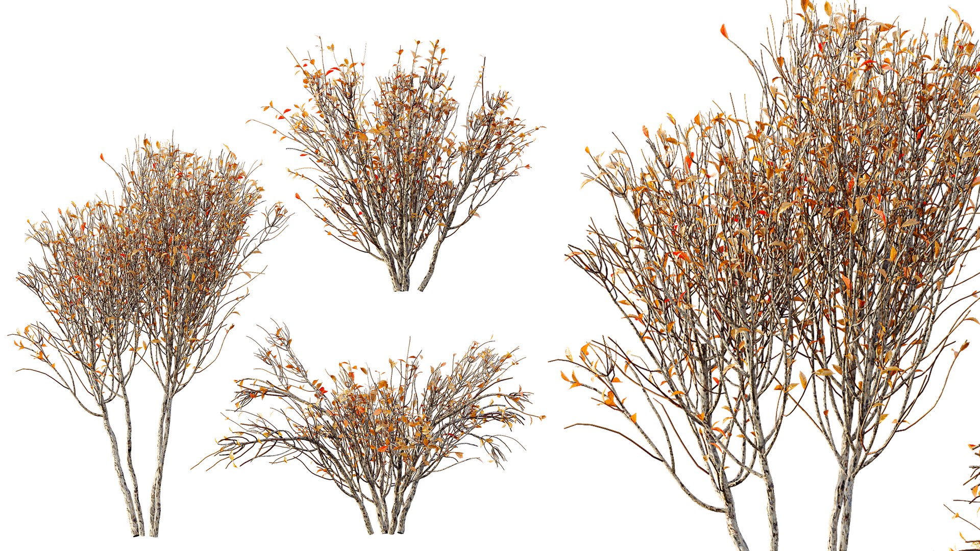 AV fall bushes Myrtle White Autumn 3D model https://p.turbosquid.com/ts-thumb/KP/L6wfil/fT/03/png/1780306884/1920x1080/fit_q87/7953017bfe5f39277ef8d8692d8139611a61e712/03.jpg