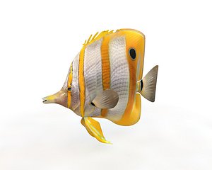 fish 3D model